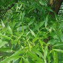 Fraxinus angustifolia 'Raywood' feuille